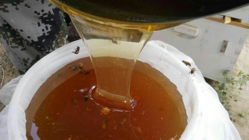 新疆若羌成熟封盖枣花蜜（波美度高达42度以上）