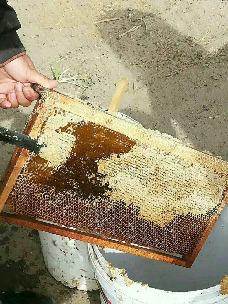 新疆若羌成熟封盖枣花蜜（波美度高达42度以上）