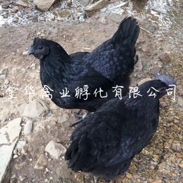 五黑一绿鸡苗