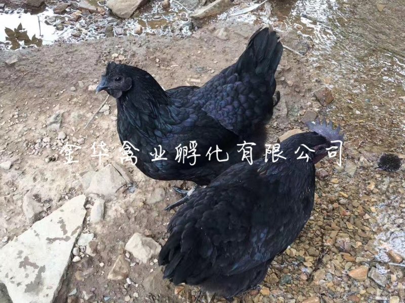 五黑一绿鸡苗