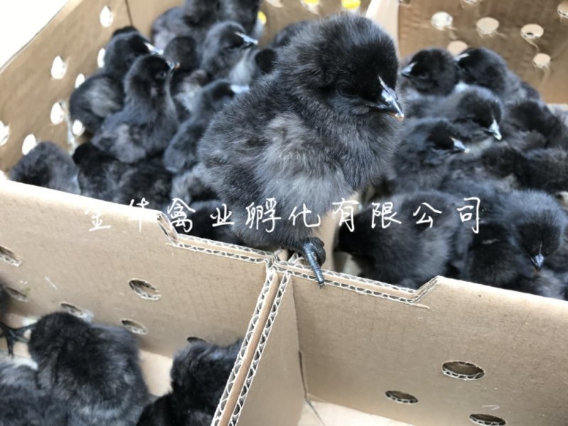 五黑一绿鸡苗