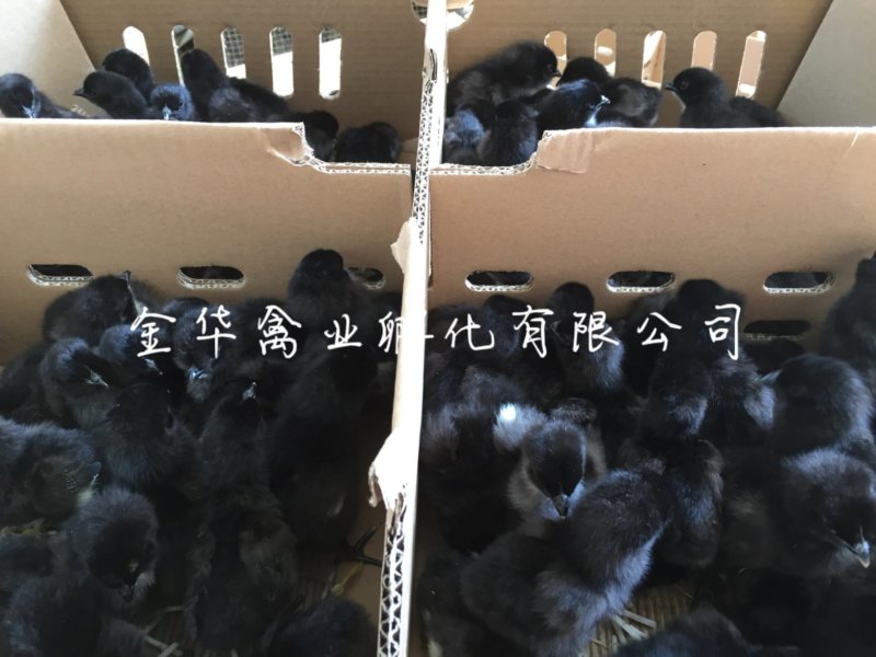 五黑一绿鸡苗