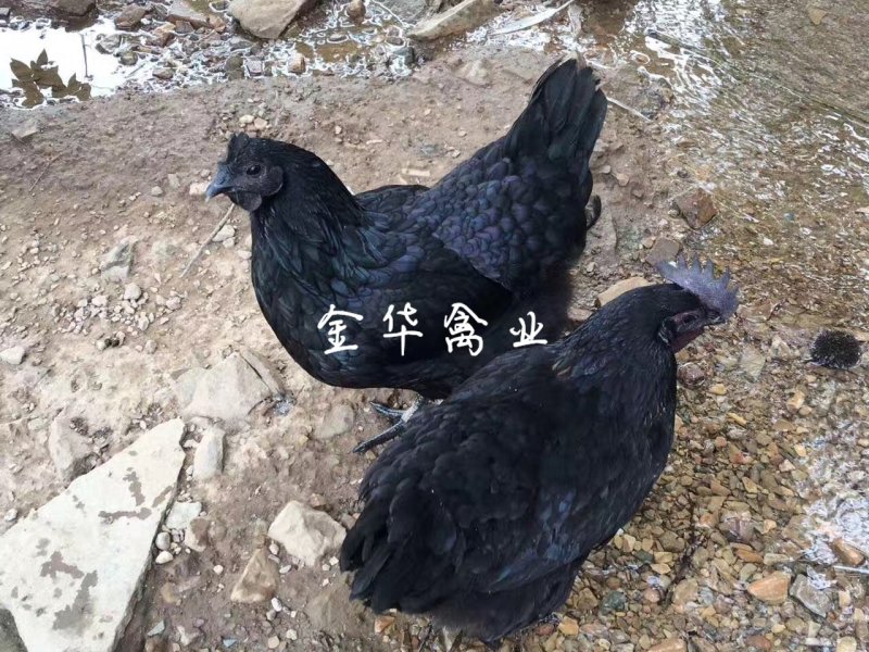 五黑一绿鸡苗