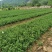 红橘苗