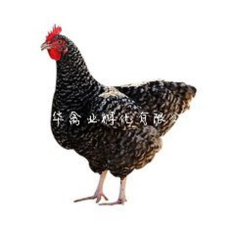 芦花鸡苗