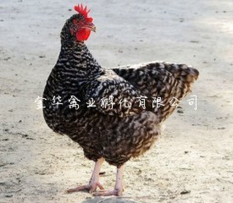芦花鸡苗