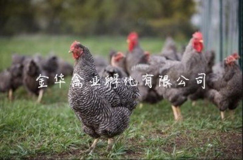 芦花鸡苗