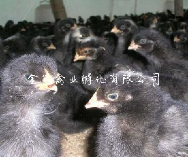 芦花鸡苗