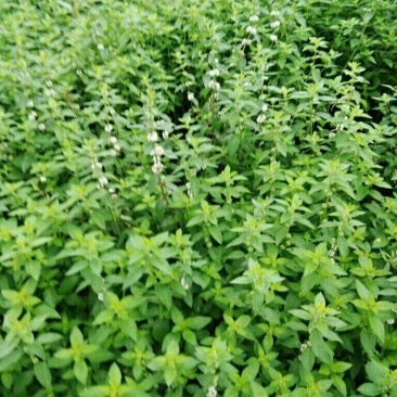 薄荷
