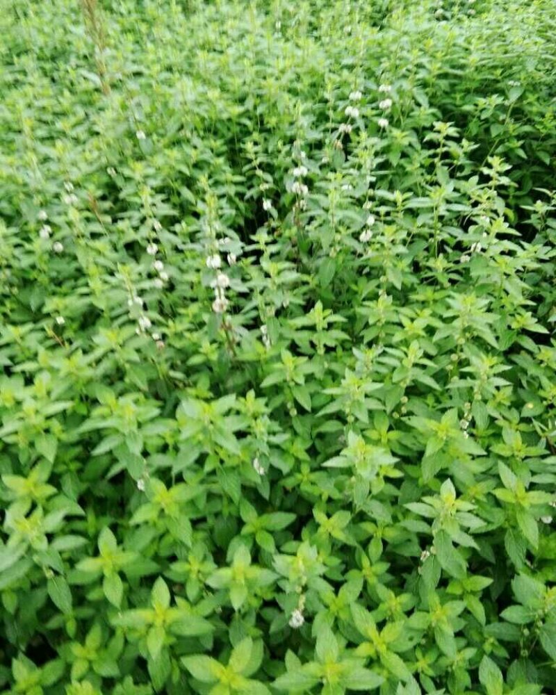薄荷