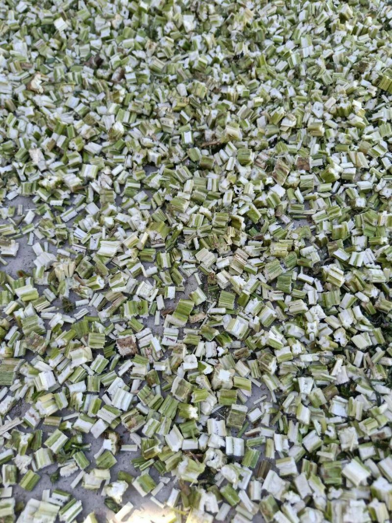 益母草
