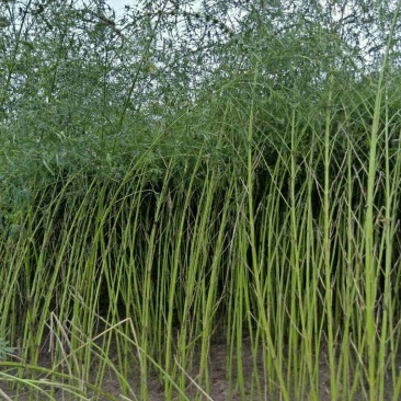 益母草