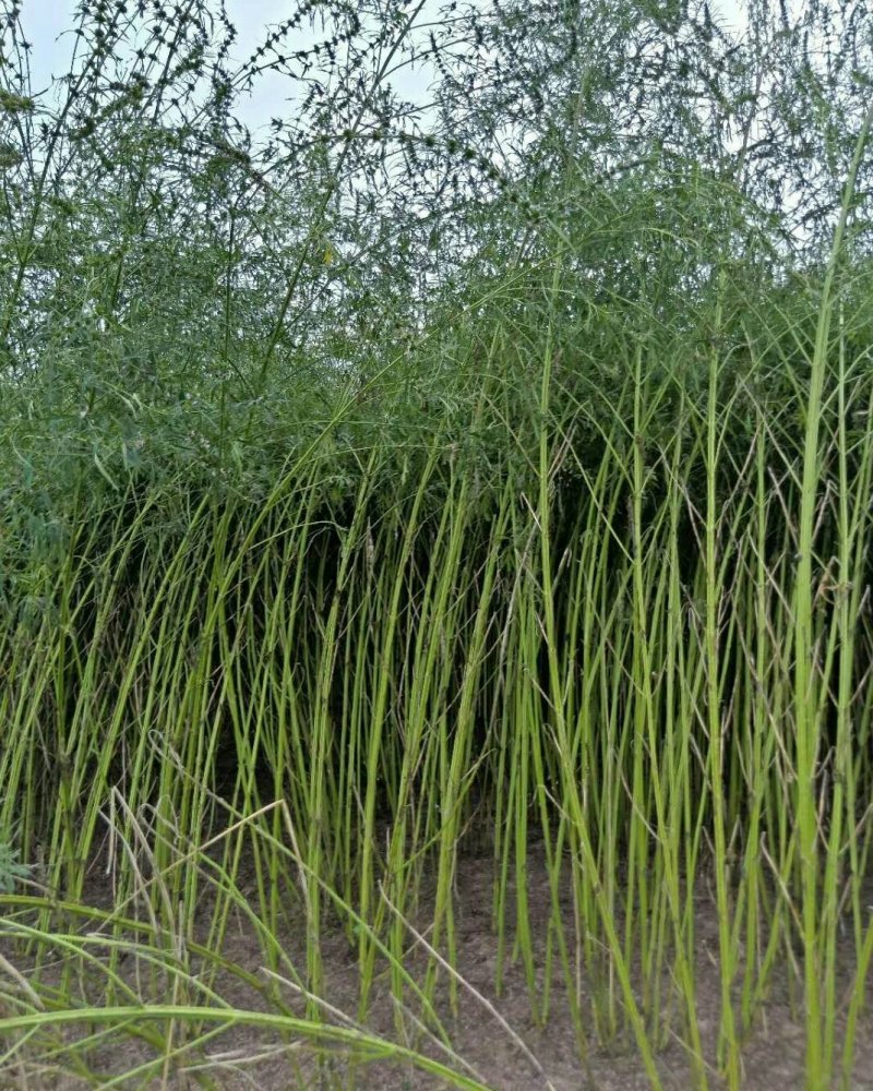 益母草