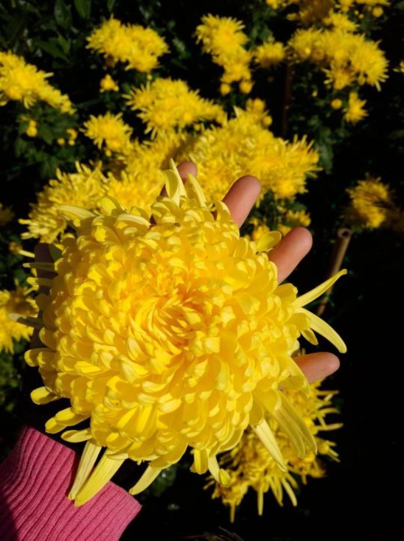黄山贡菊，金丝皇菊