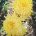 黄山贡菊，金丝皇菊