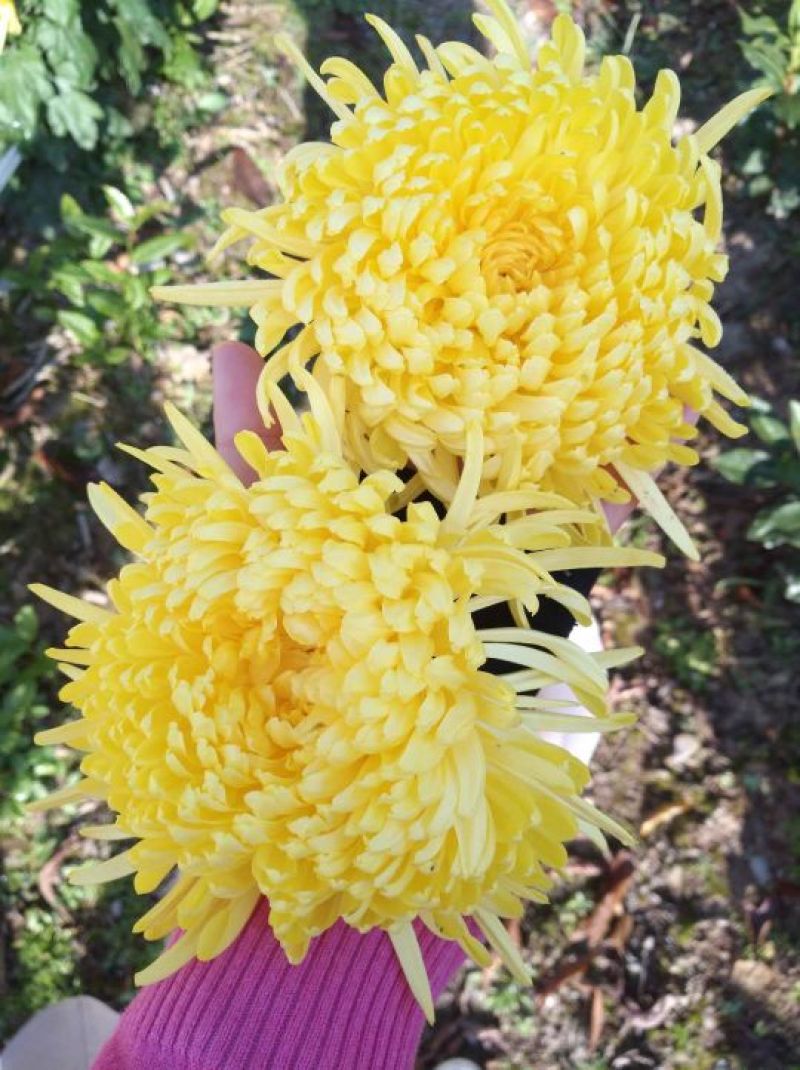 黄山贡菊，金丝皇菊