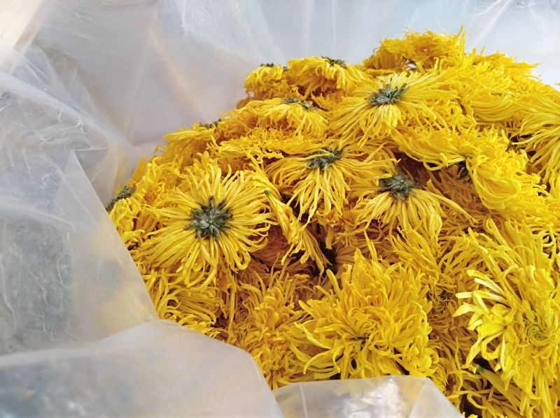 黄山贡菊，金丝皇菊