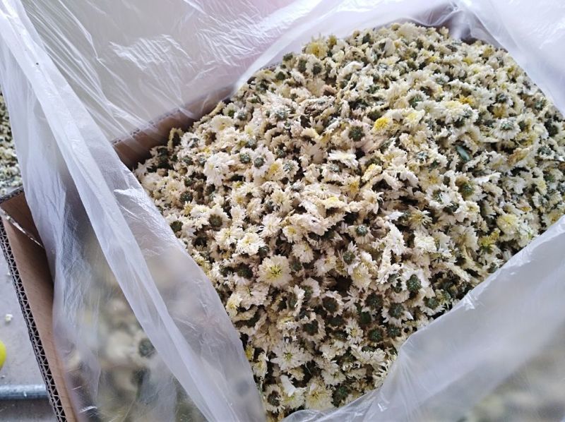 黄山贡菊，金丝皇菊