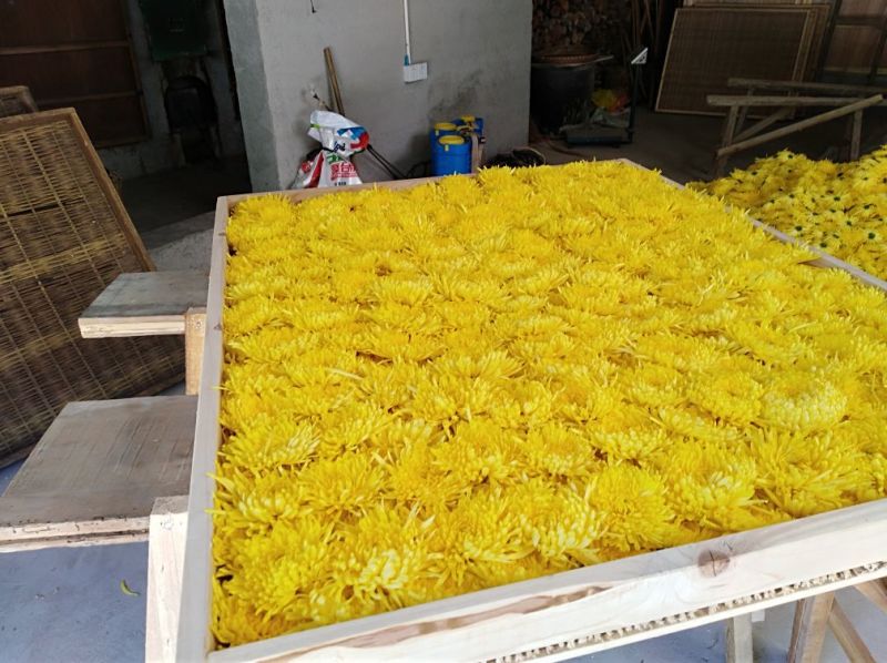 黄山贡菊，金丝皇菊