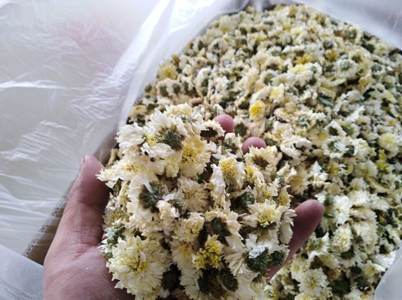 黄山贡菊，金丝皇菊