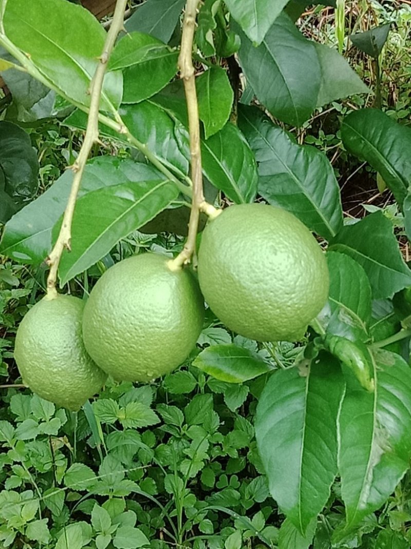 尤力克青柠檬