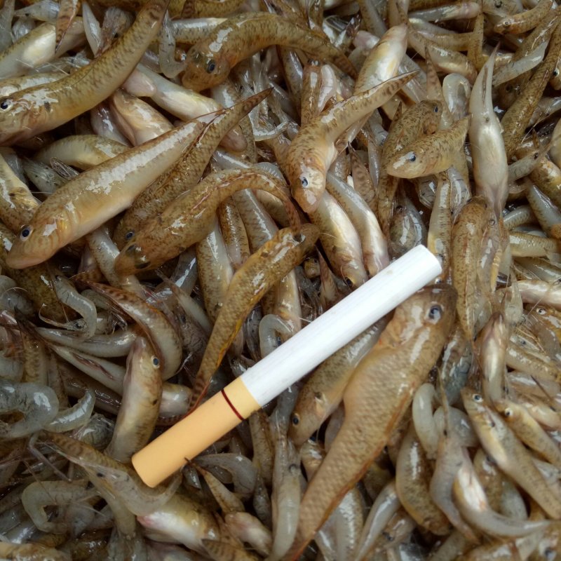 山根鱼