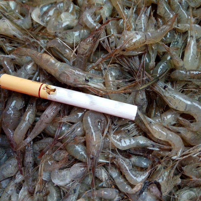 河虾