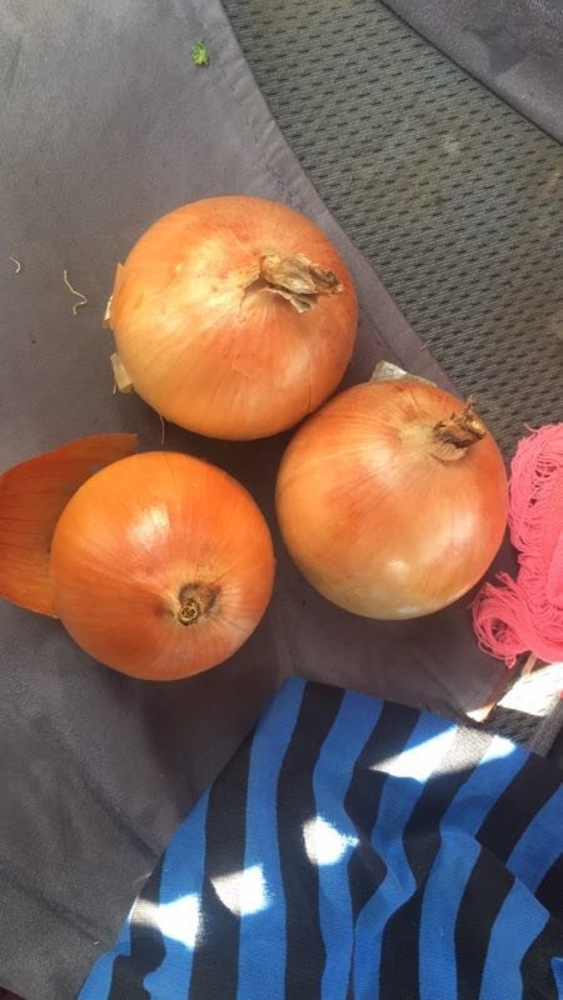 张家口蔬菜基地现货供应洋葱