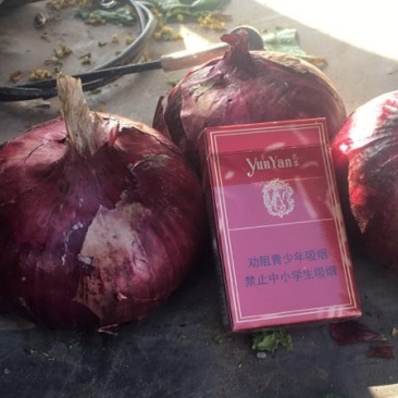 张家口蔬菜基地现货供应洋葱