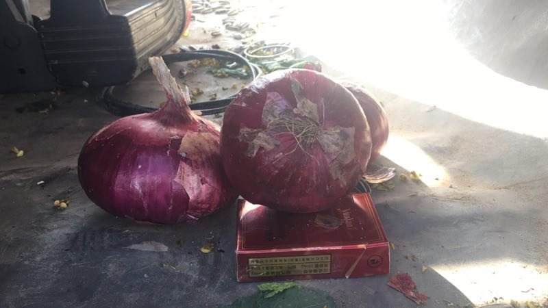 张家口蔬菜基地现货供应洋葱