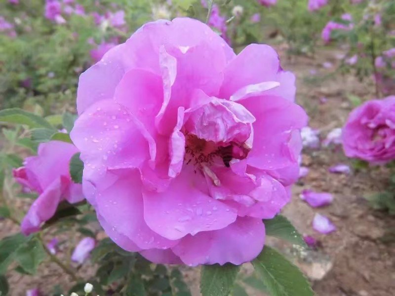百花蜜，42°批发20元/斤，10斤起包邮！