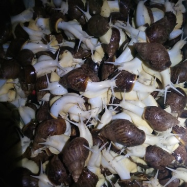 白玉蜗牛养殖商品白玉蜗牛