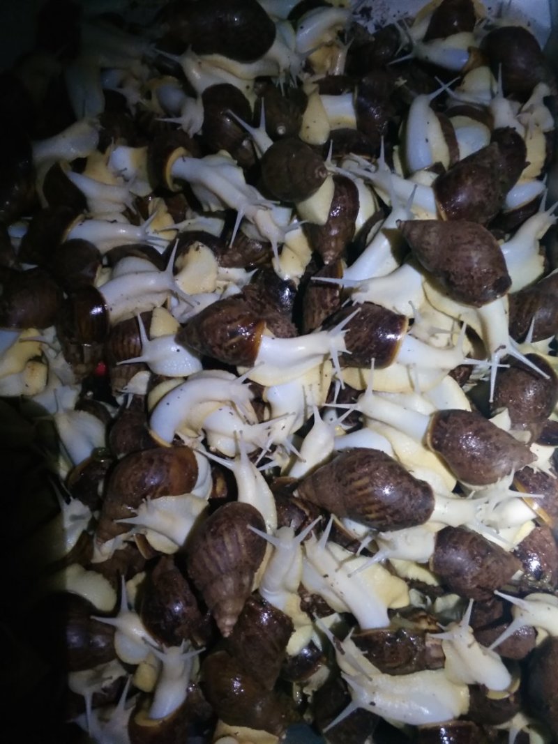 白玉蜗牛养殖商品白玉蜗牛