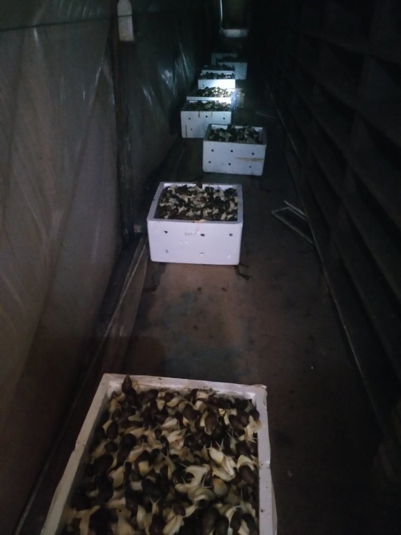 白玉蜗牛养殖商品白玉蜗牛