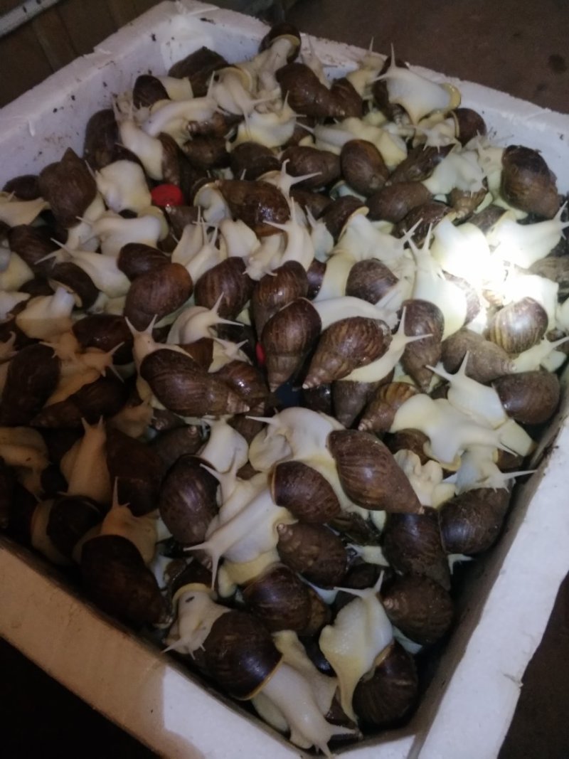 白玉蜗牛养殖商品白玉蜗牛