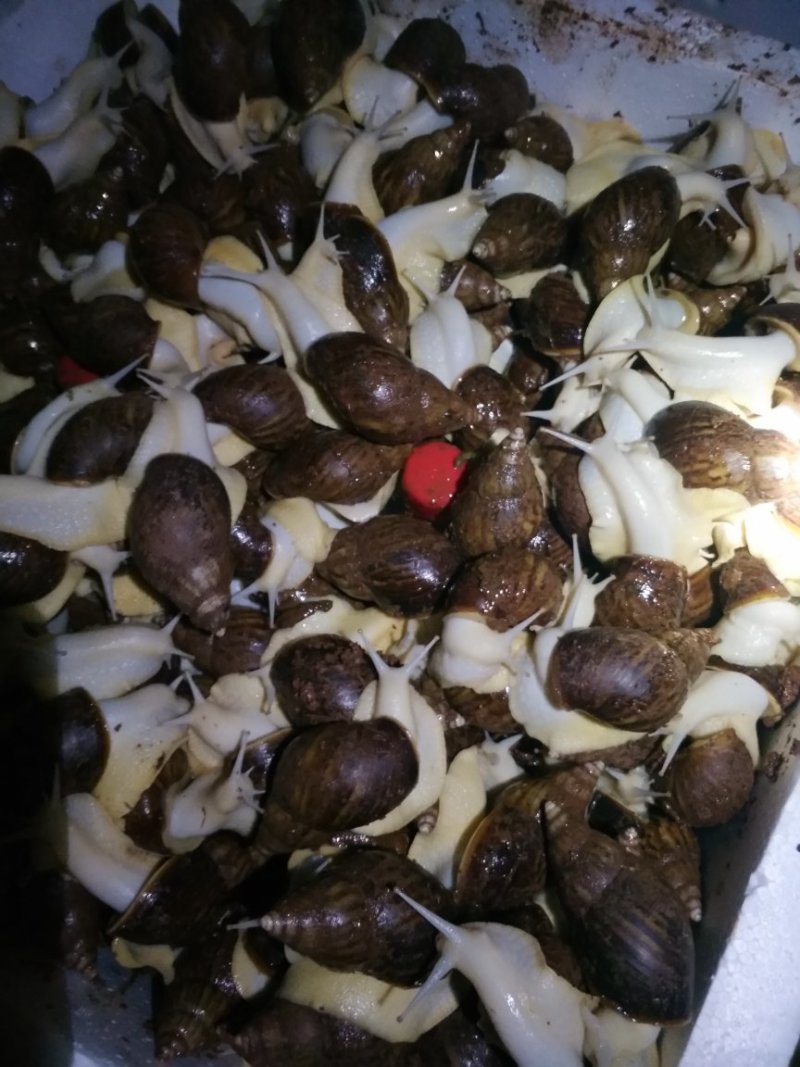 白玉蜗牛养殖商品白玉蜗牛