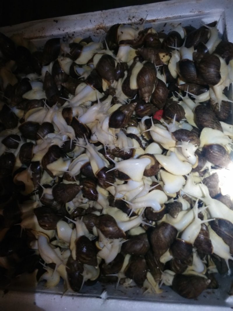 白玉蜗牛养殖商品白玉蜗牛