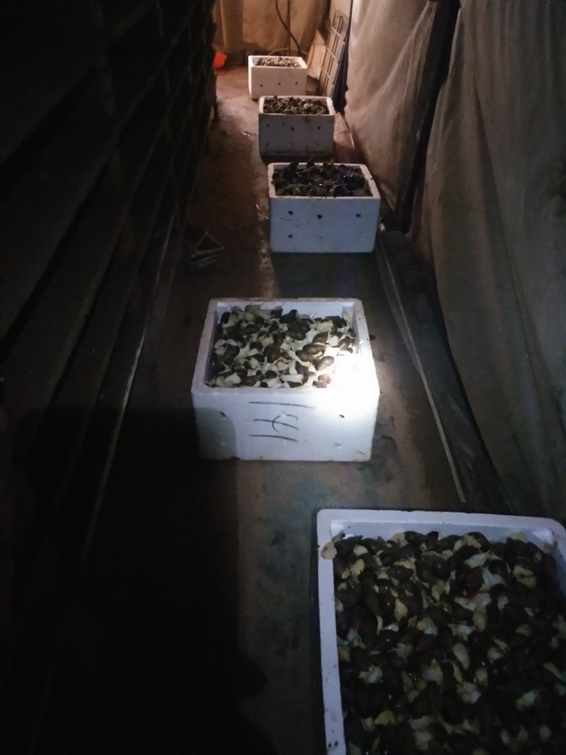 白玉蜗牛养殖商品白玉蜗牛
