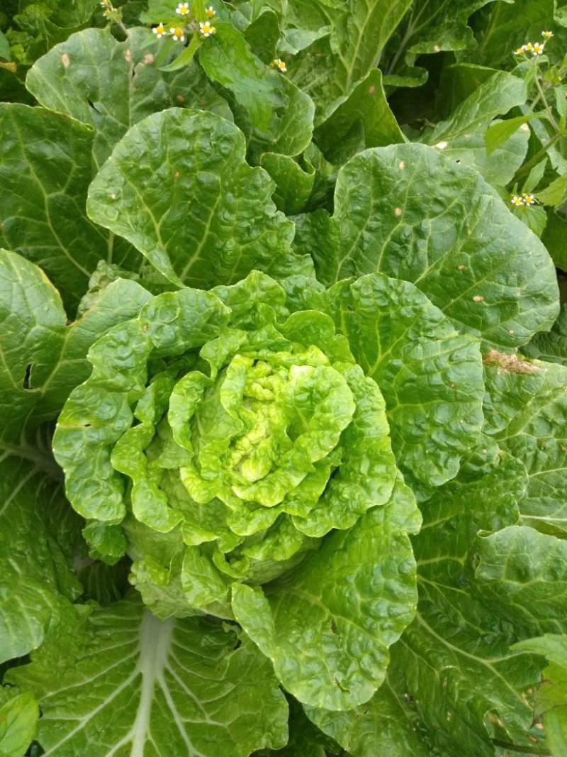 泸西好白菜