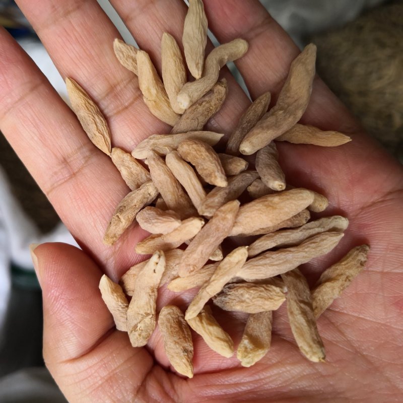 麦冬大粒湖北干货2斤起包邮量大从优