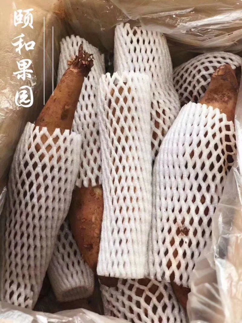 雪莲果