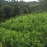 聚果鲜-为各种植户提供各类优质树苗