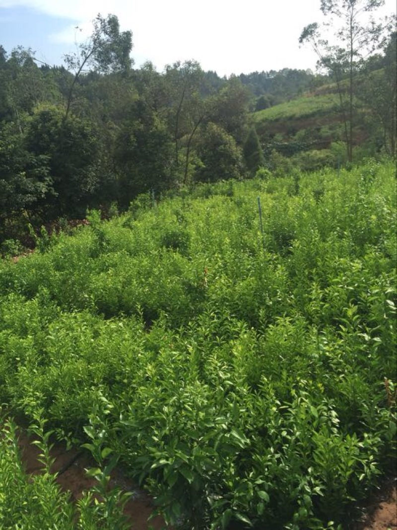 聚果鲜-为各种植户提供各类优质树苗