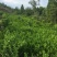 聚果鲜-为各种植户提供各类优质树苗