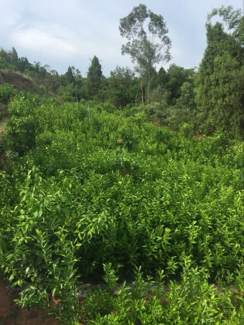 聚果鲜-为各种植户提供各类优质树苗