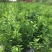 聚果鲜-为各种植户提供各类优质树苗