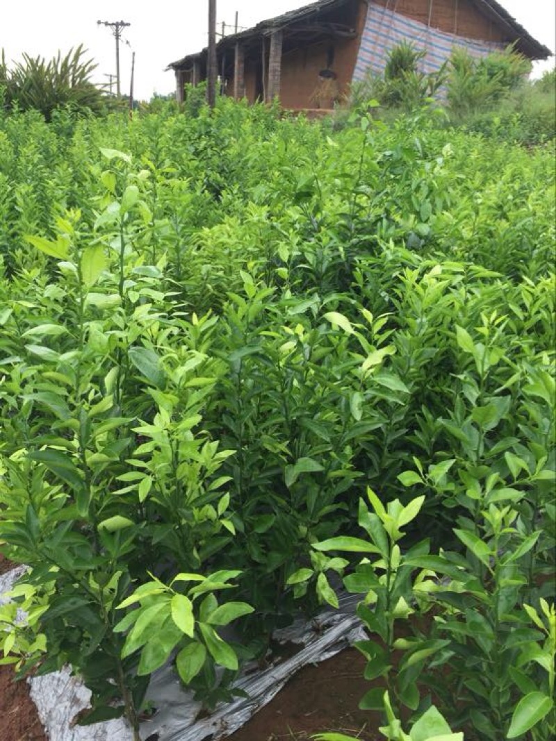 聚果鲜-为各种植户提供各类优质树苗