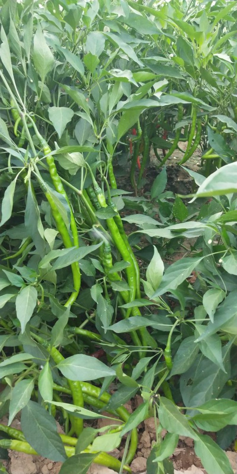 螺丝椒大量供应
