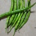 螺丝椒大量供应