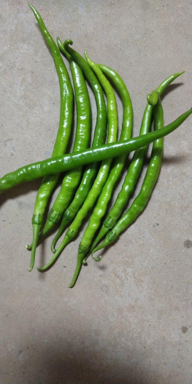 螺丝椒大量供应